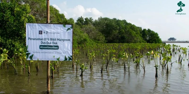 Pengalaman Kolaborasi Penanaman Mangrove Dus Duk Duk dengan LindungiHutan